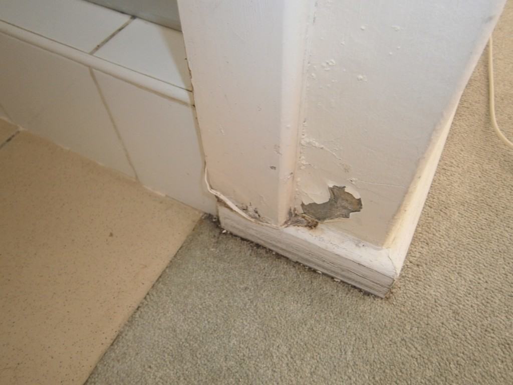 Damp damage on shower wall